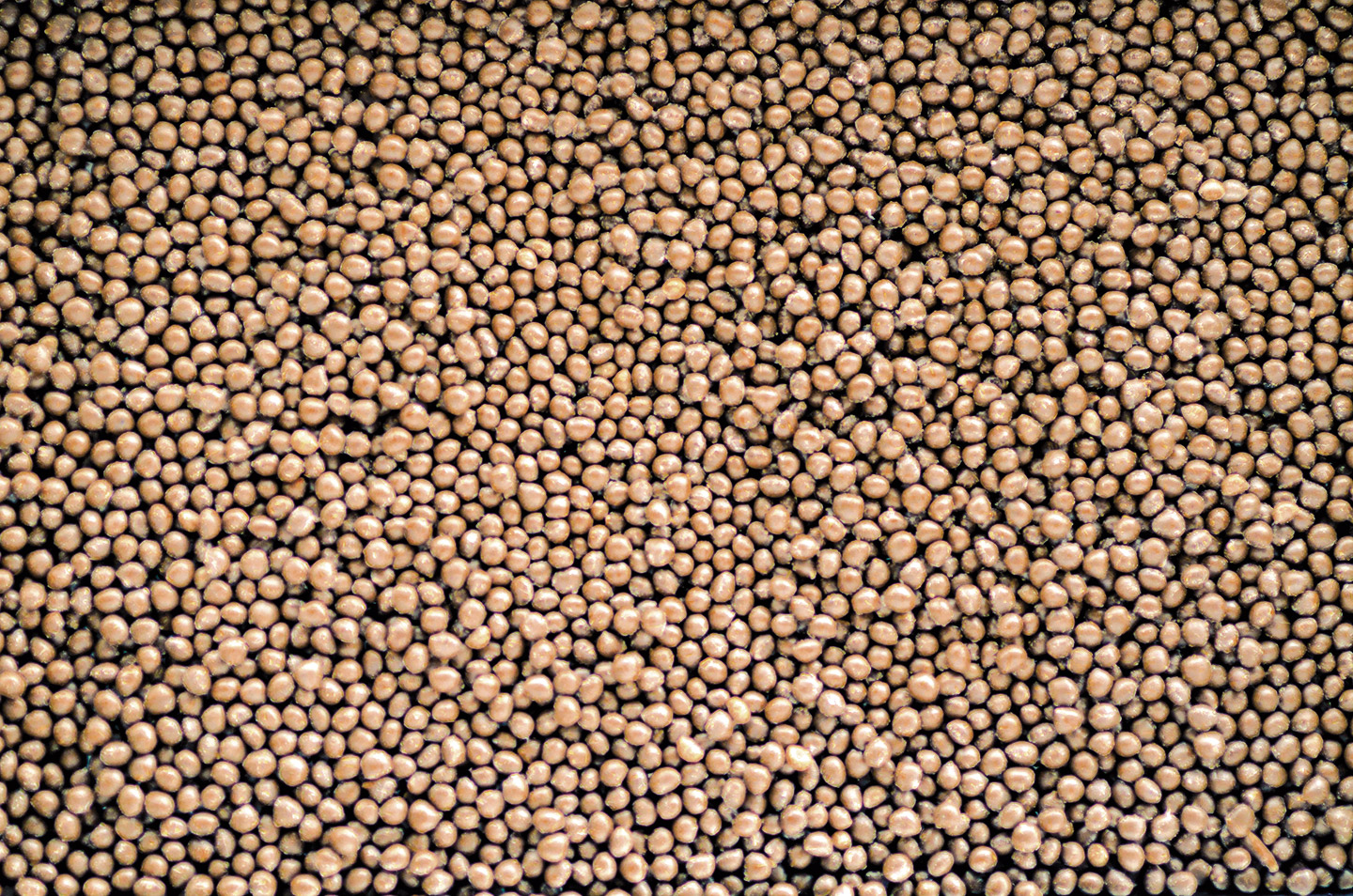 _DSC3213_CORN