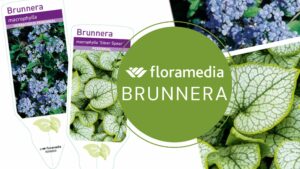 Brunnera Header