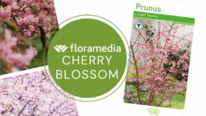 Cherry Blossom Header