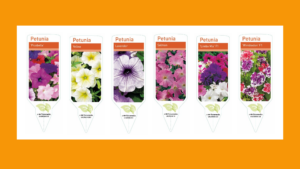 Summer Petunias
