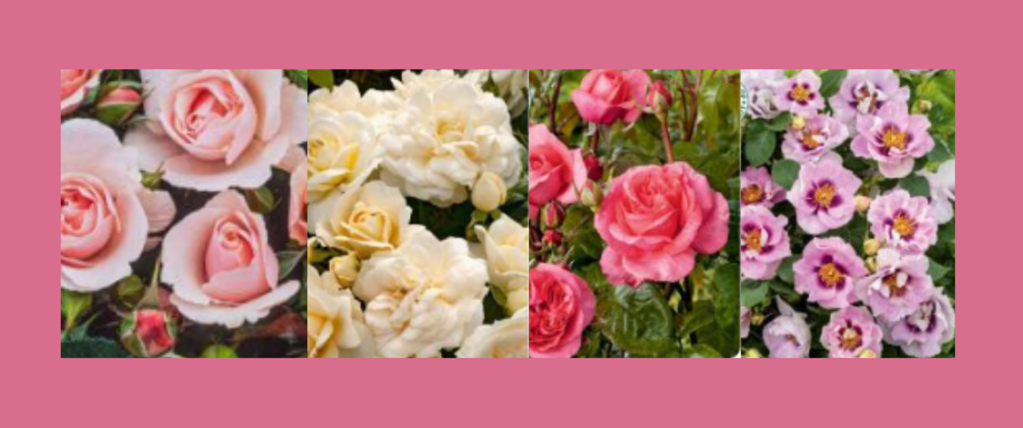 Product Overview For Roses Roses 101: Selling an Icon - Floramedia.co.uk
