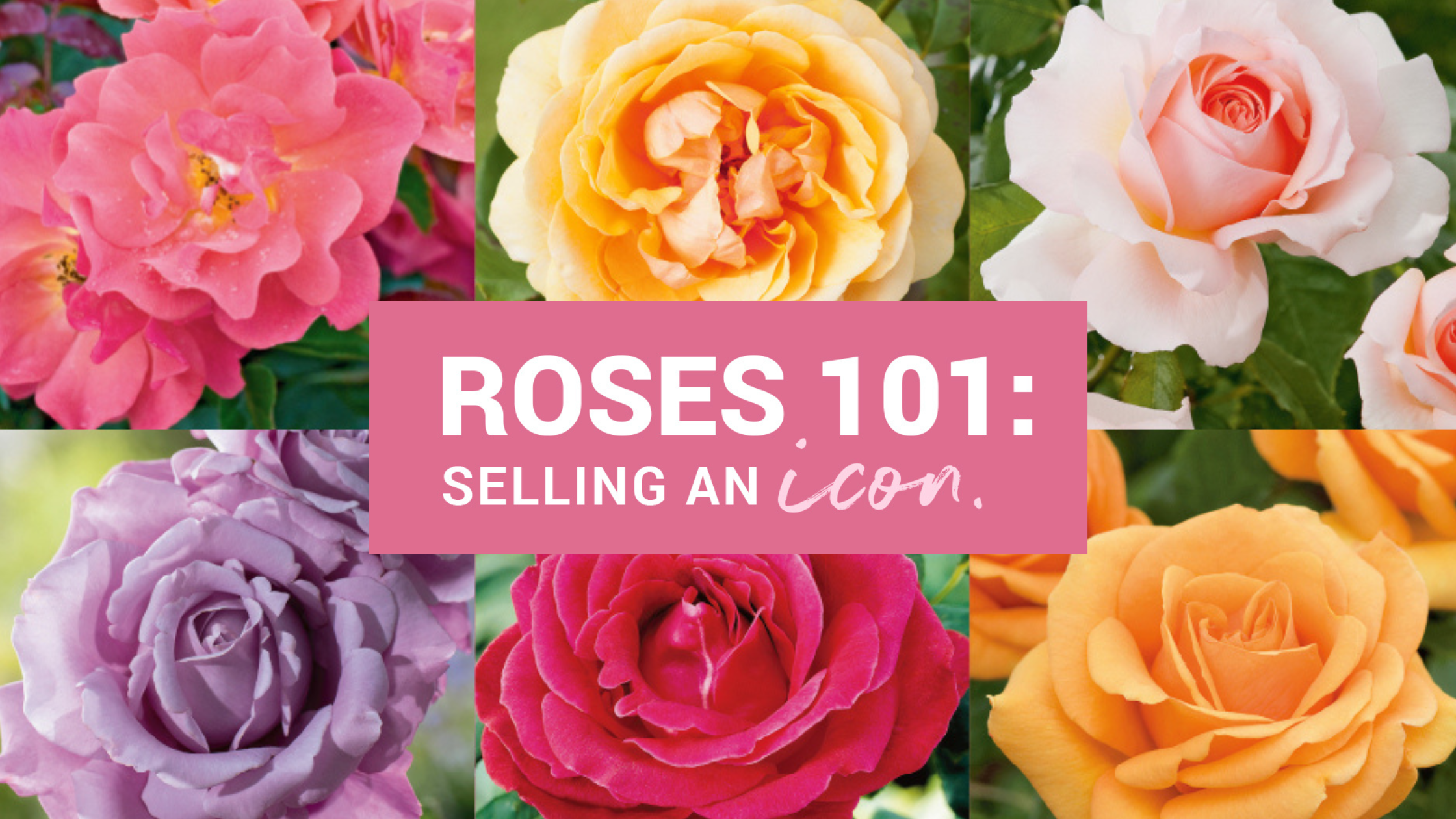 Roses 101