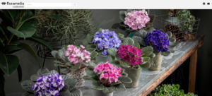 Summer Photo Library