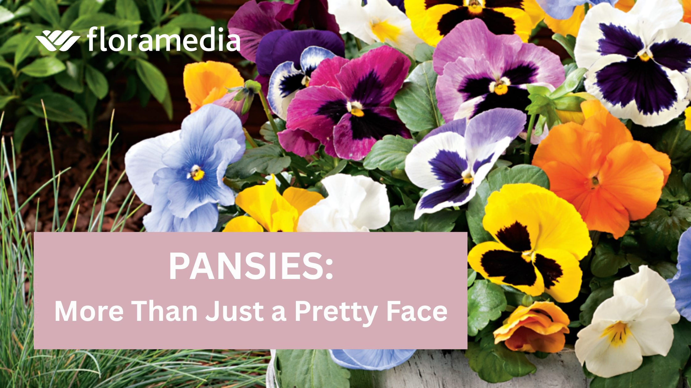 Pansies: More Than Just a Pretty Face